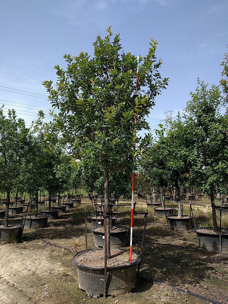 Quercus Polymorpha, Polymorpha Oak, Monterrey Oak, Mexican White Oak 