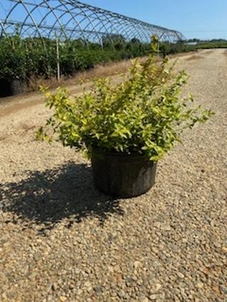 abelia-carolina-sunset