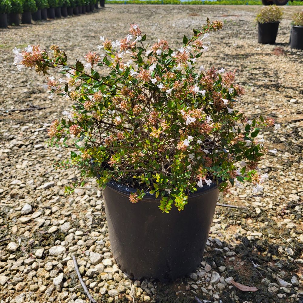 abelia-hyb-00-bc-47-7r-apple-perfection-trade-abelia