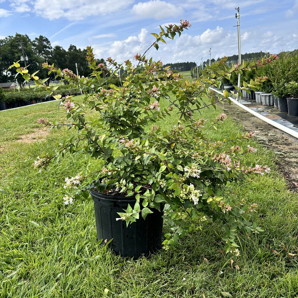 abelia-x-grandiflora-canyon-creek-glossy-abelia