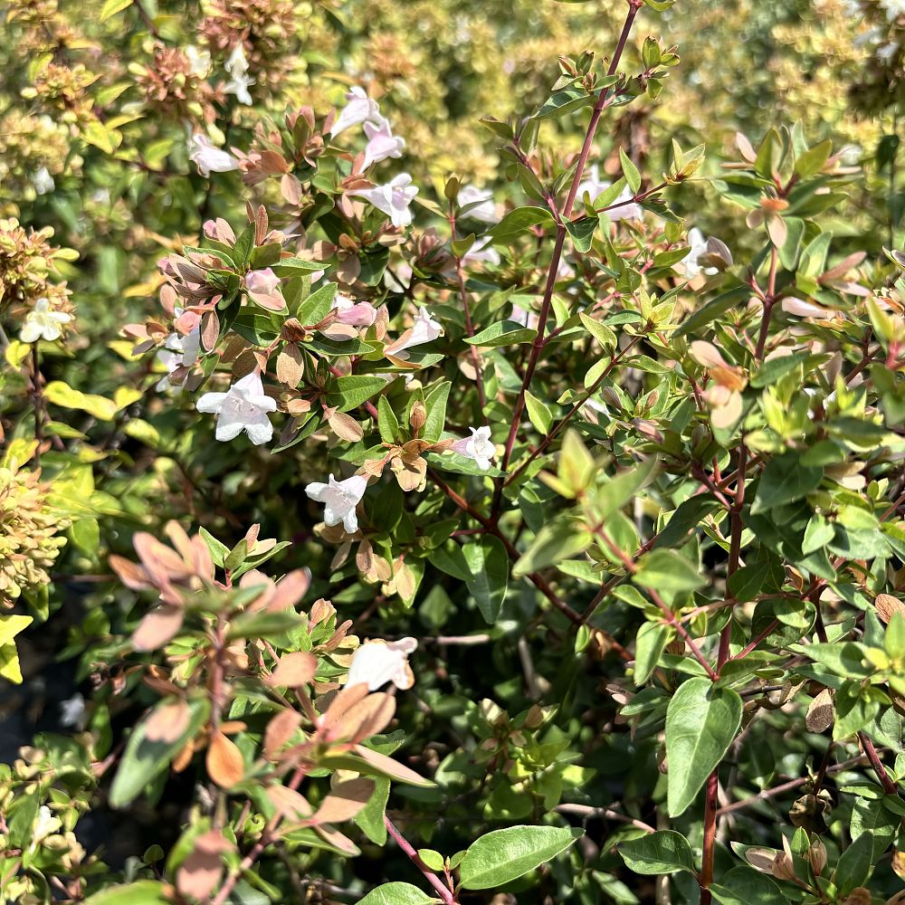 abelia-x-grandiflora-edward-goucher-glossy-abelia