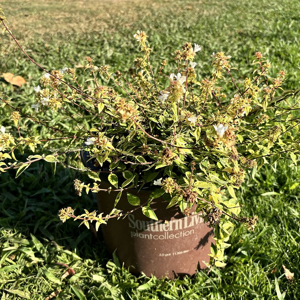 abelia-x-grandiflora-kaleidoscope-glossy-abelia