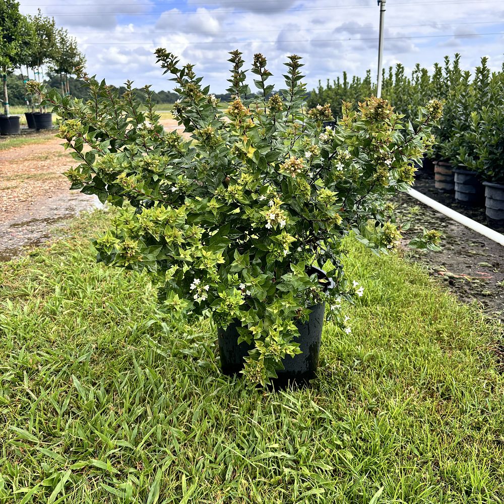 abelia-x-grandiflora-rose-creek-glossy-abelia