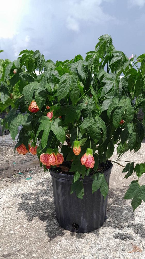 abutilon-spp-chinese-bell-flower-chinese-lantern-flowering-maple