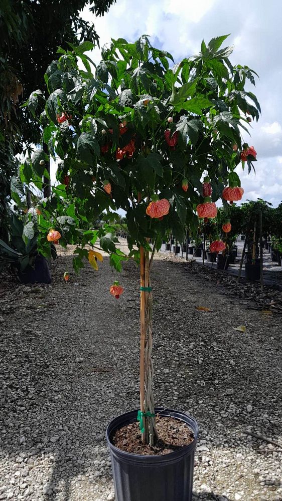 abutilon-spp-chinese-bell-flower-chinese-lantern-flowering-maple