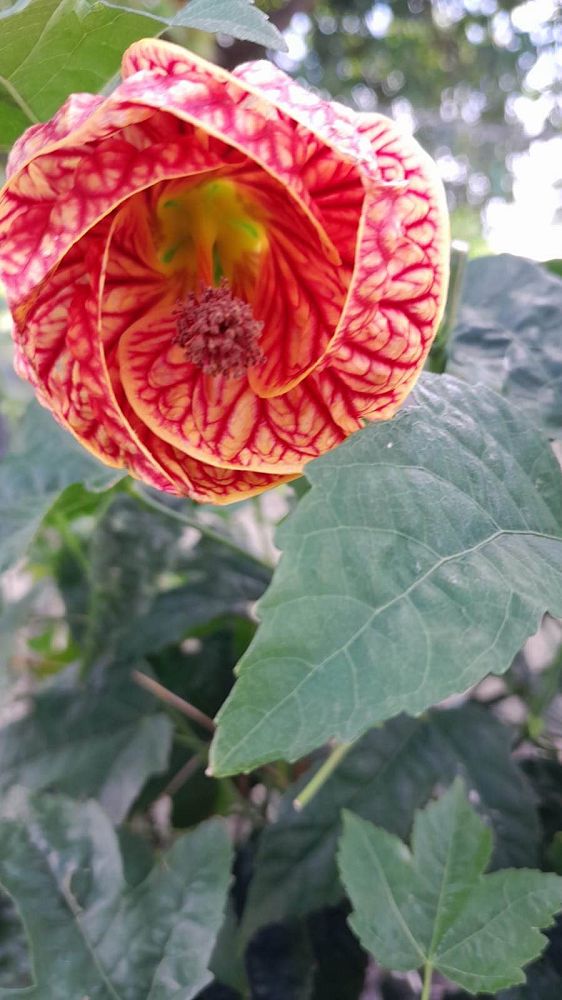 abutilon-spp-chinese-bell-flower-chinese-lantern-flowering-maple