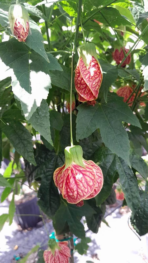 abutilon-spp-chinese-bell-flower-chinese-lantern-flowering-maple