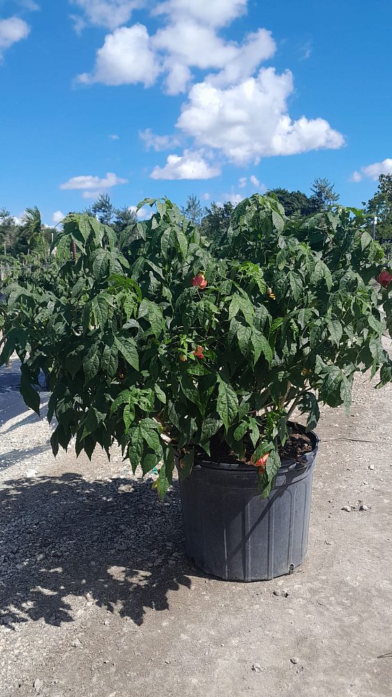 abutilon-spp-chinese-bell-flower-chinese-lantern-flowering-maple