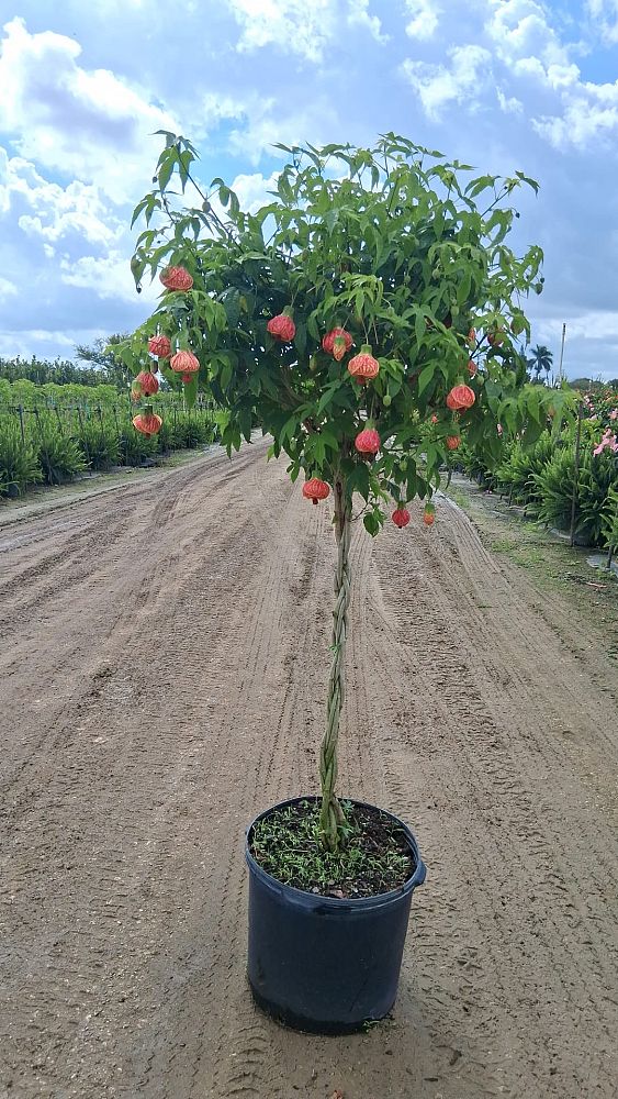 abutilon-spp-chinese-bell-flower-chinese-lantern-flowering-maple