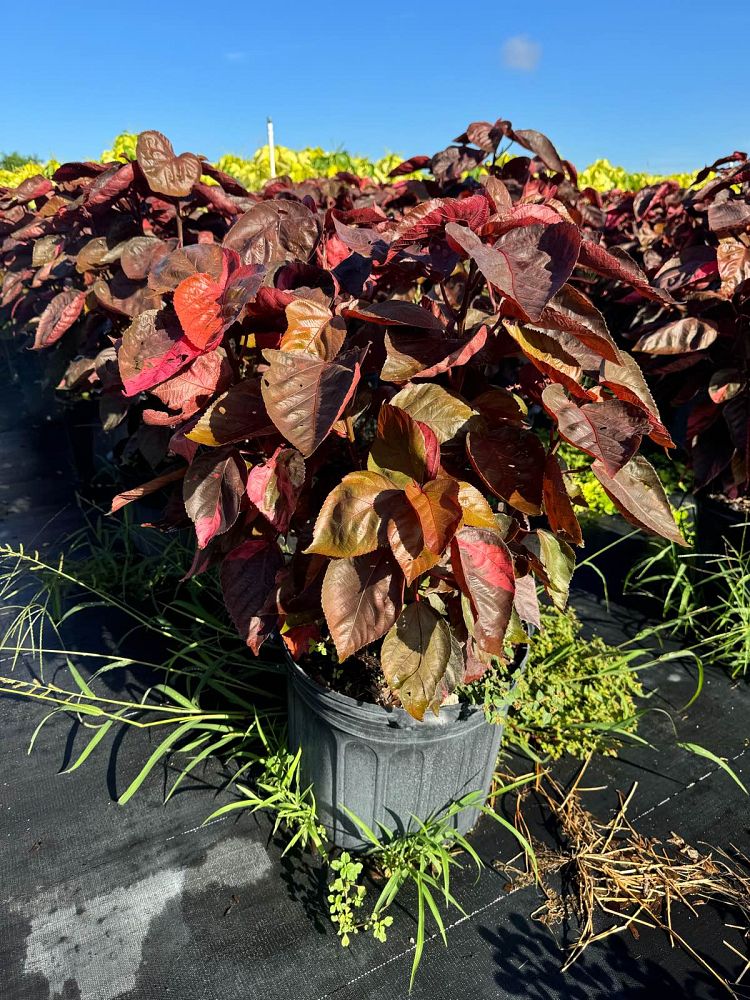 acalypha-copperleaf-jacob-s-coat