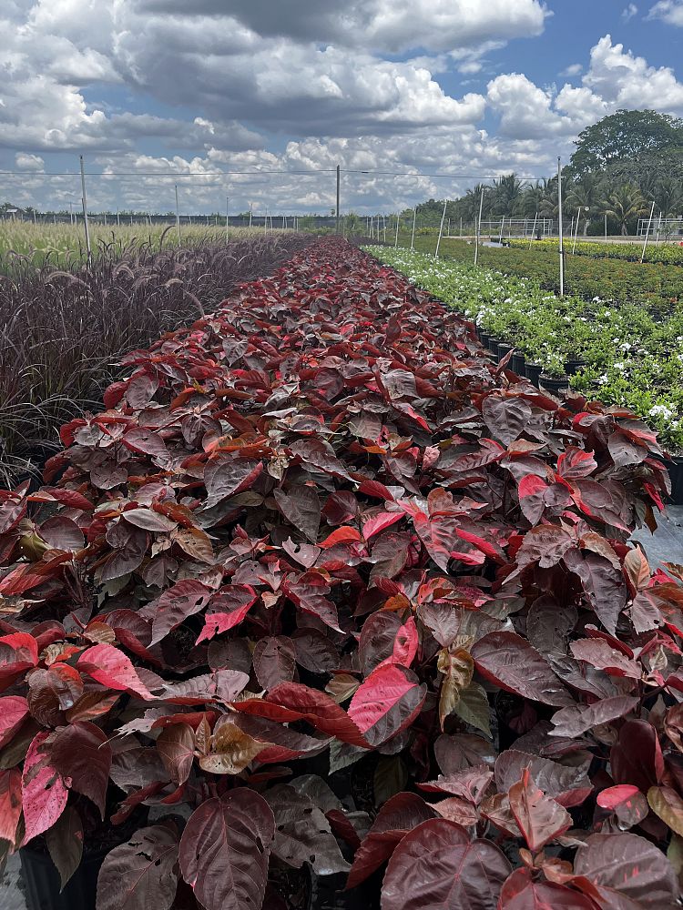 acalypha-copperleaf-jacob-s-coat