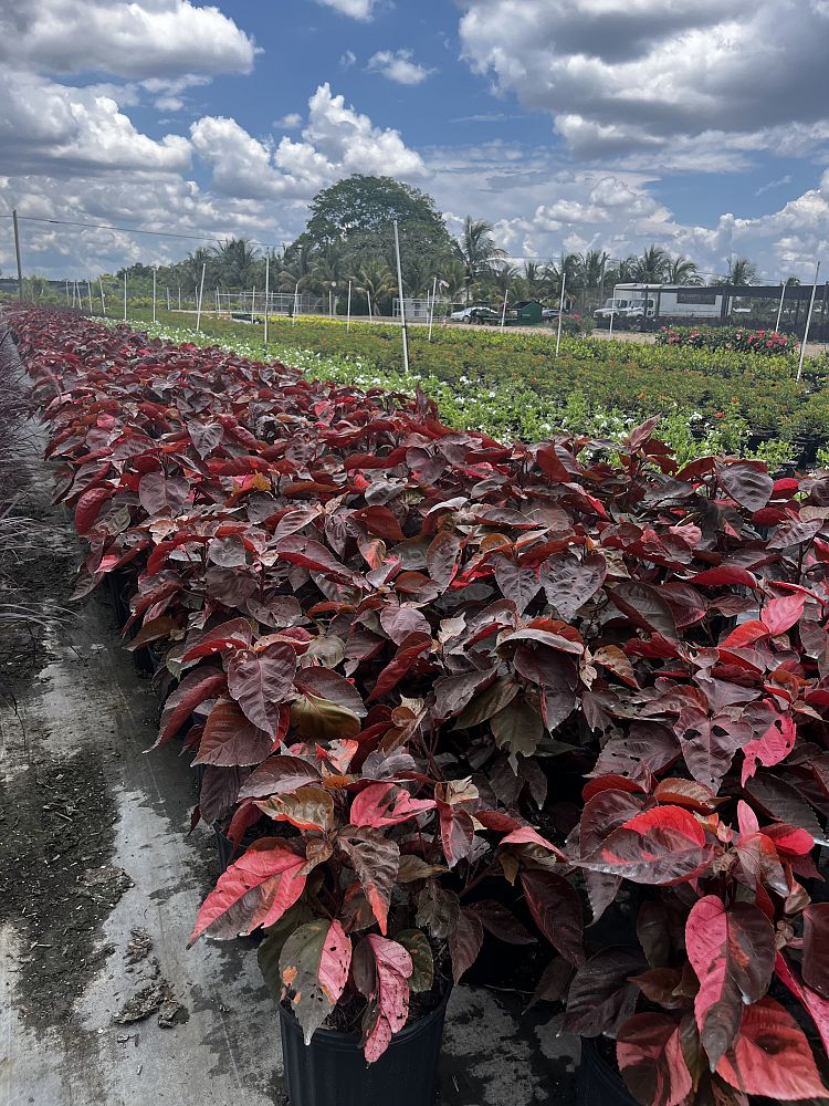 acalypha-copperleaf-jacob-s-coat