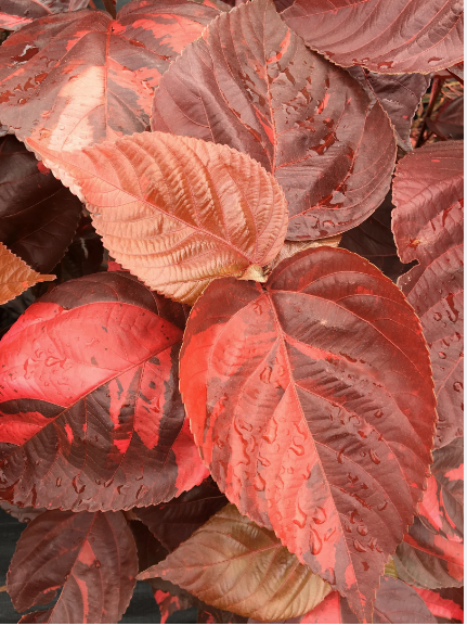 acalypha-copperleaf-jacob-s-coat