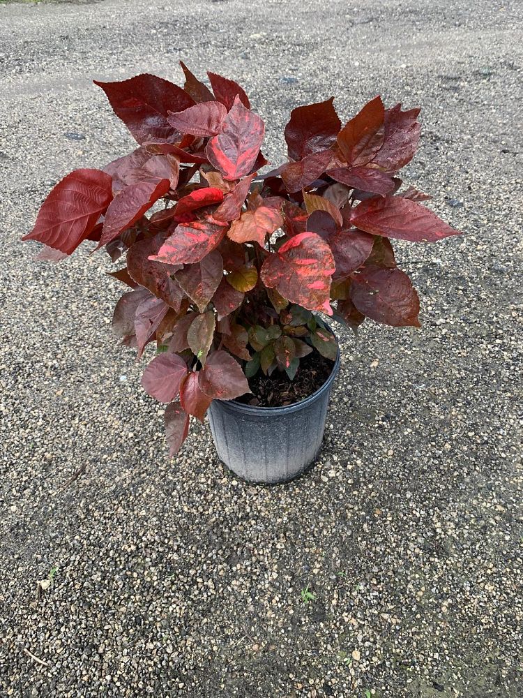 acalypha-copperleaf-jacob-s-coat