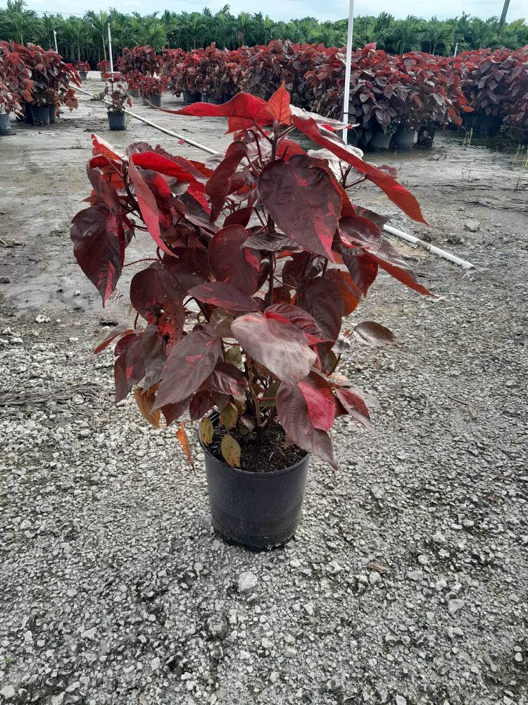 acalypha-copperleaf-jacob-s-coat