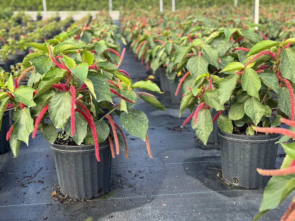 acalypha-hispida-chenille-plant