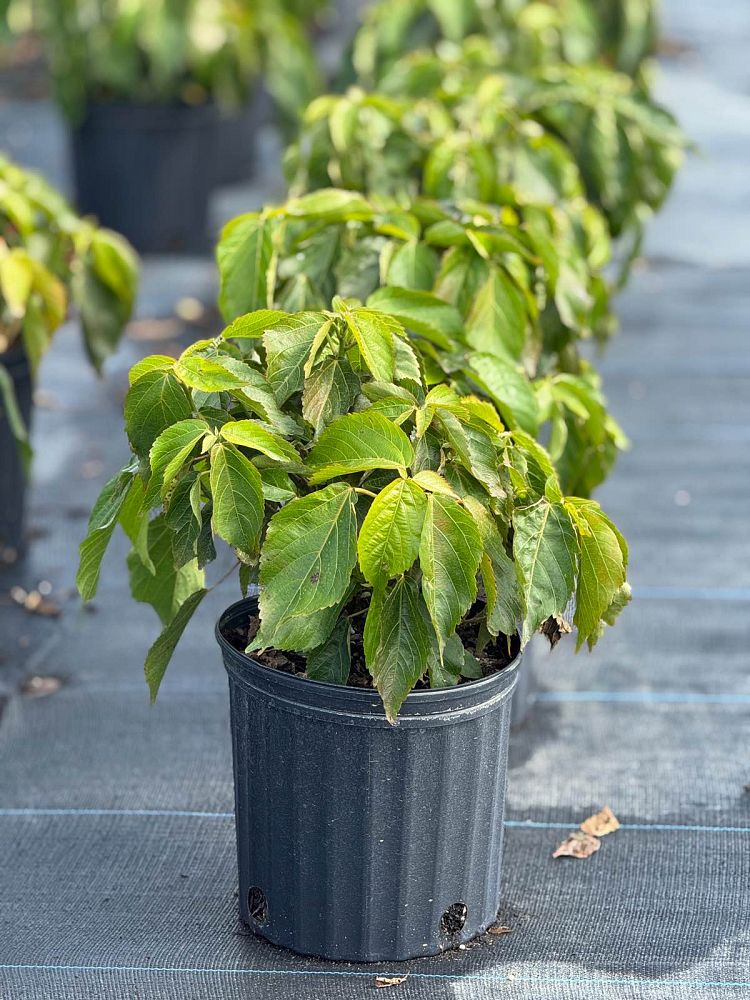 acalypha-hispida-chenille-plant