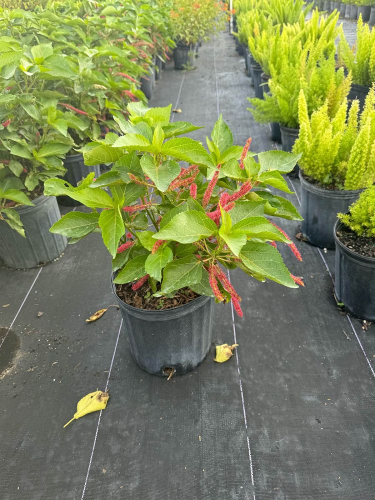 acalypha-hispida-chenille-plant