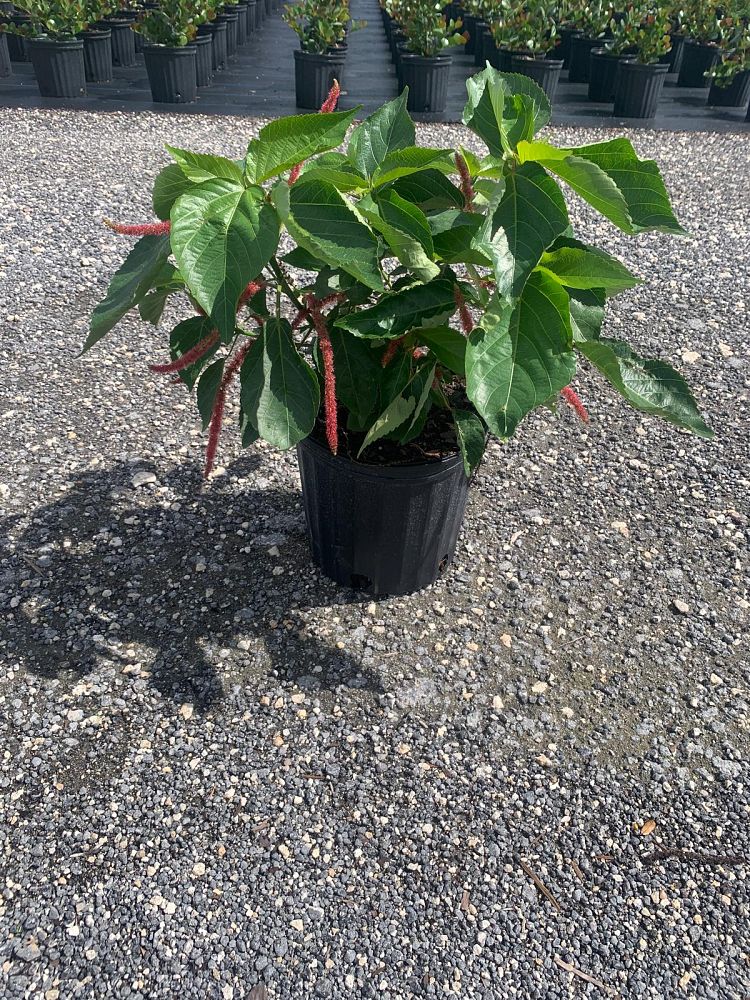 acalypha-hispida-chenille-plant