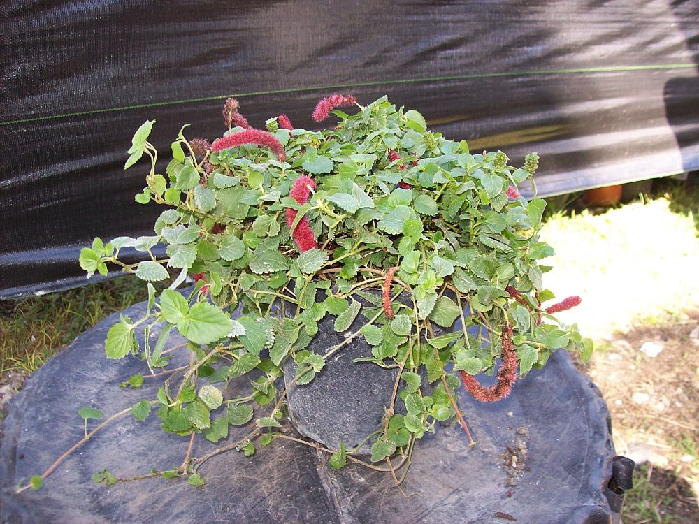 acalypha-pendula-dwarf-trailing-chenille-plant-firetail