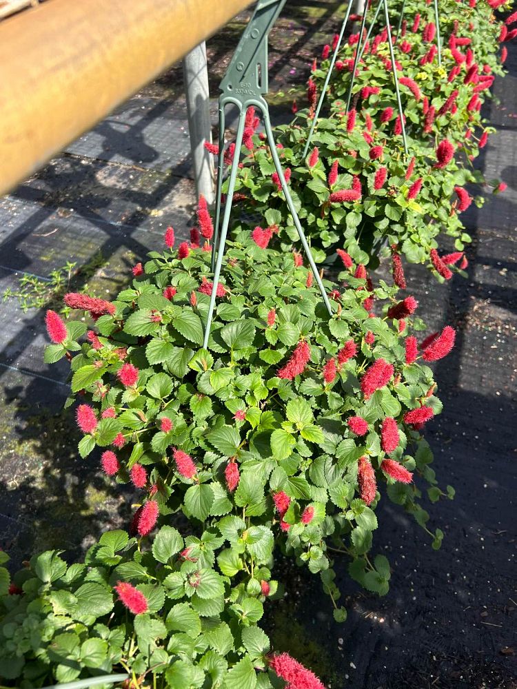 acalypha-pendula-dwarf-trailing-chenille-plant-firetail