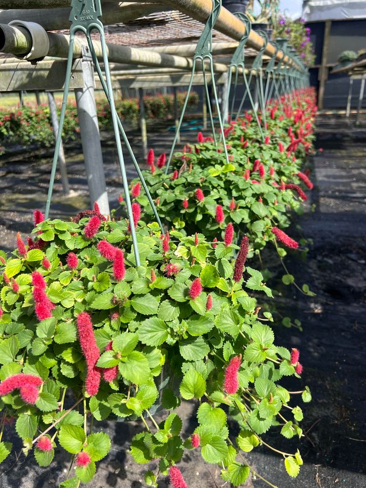 acalypha-pendula-dwarf-trailing-chenille-plant-firetail