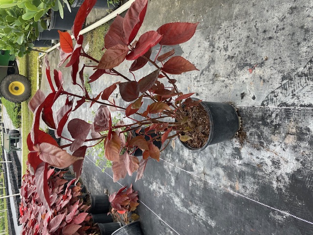 acalypha-wilkesiana-copperleaf