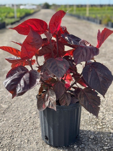 acalypha-wilkesiana-copperleaf