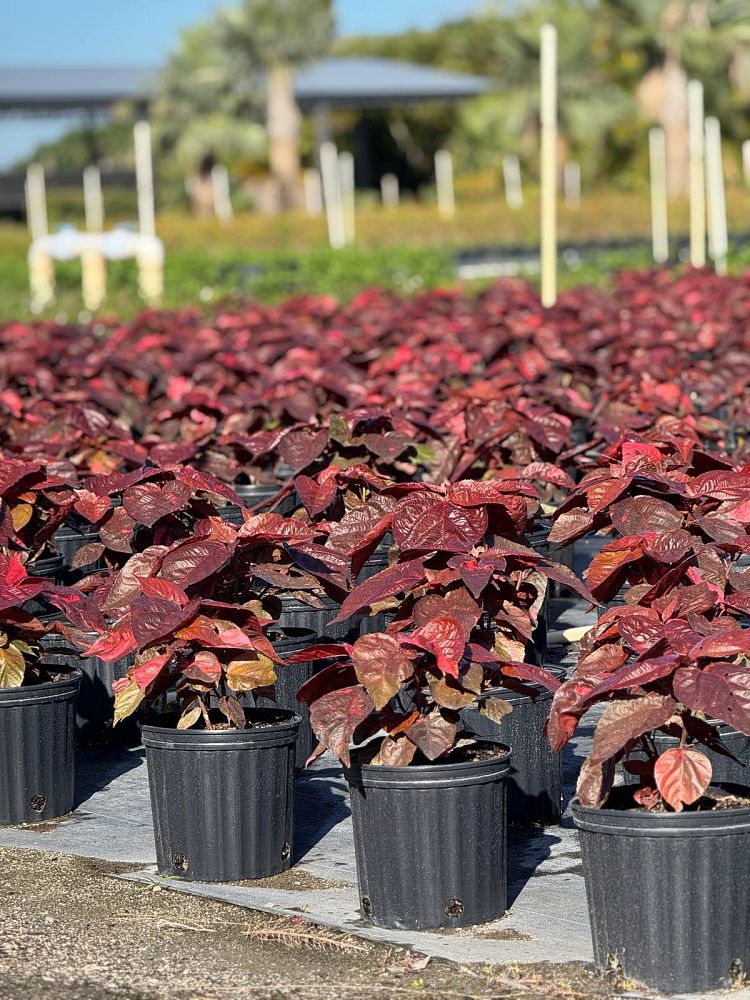 acalypha-wilkesiana-copperleaf