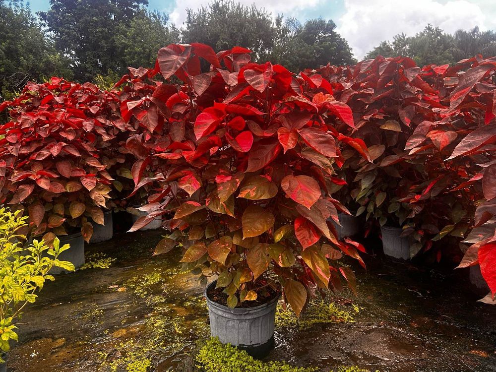 acalypha-wilkesiana-copperleaf