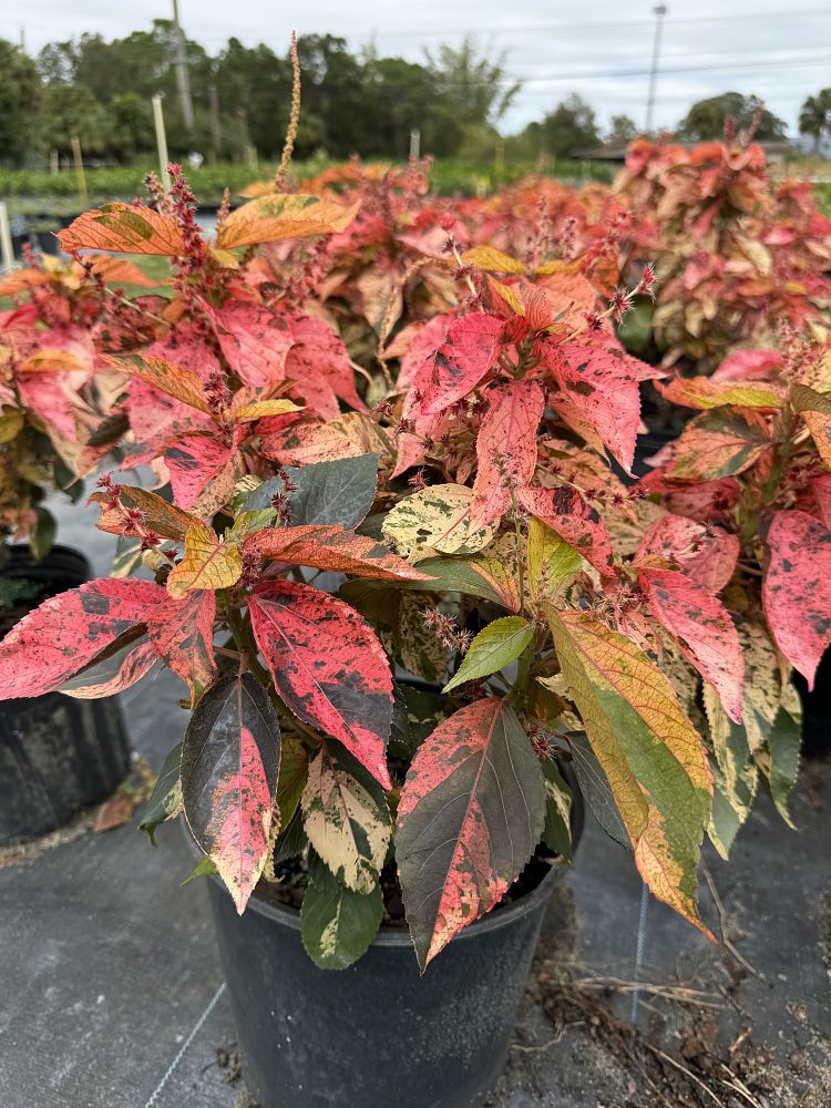 acalypha-wilkesiana-copperleaf