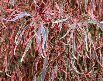 acalypha-wilkesiana-firestorm-copperleaf