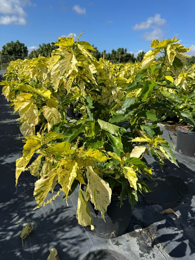 acalypha-wilkesiana-java-white-copperleaf