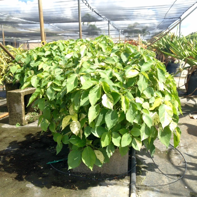 acalypha-wilkesiana-java-white-copperleaf