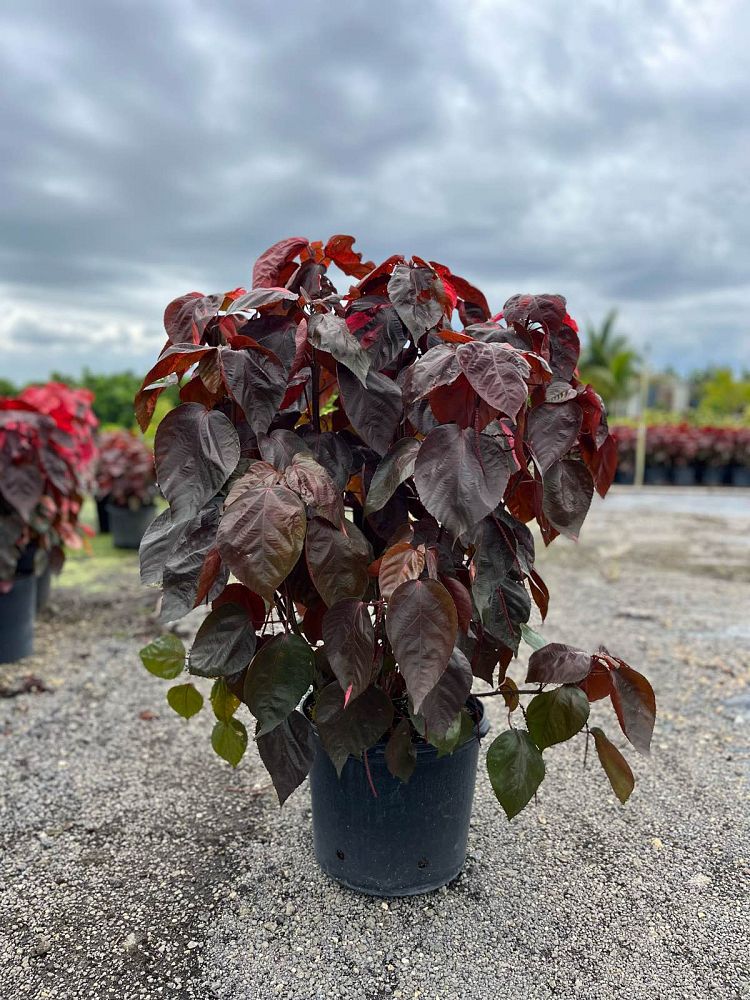 acalypha-wilkesiana-louisiana-red-copperleaf