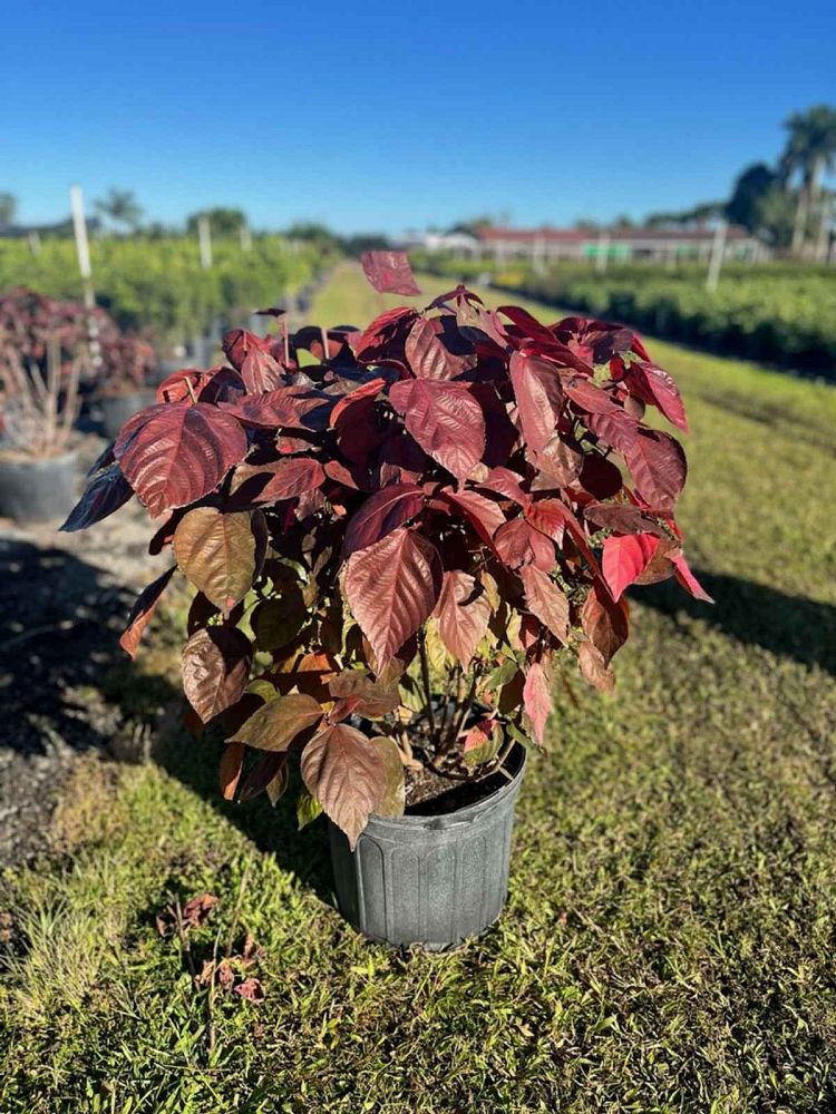 acalypha-wilkesiana-louisiana-red-copperleaf