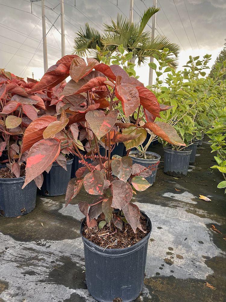 acalypha-wilkesiana-louisiana-red-copperleaf