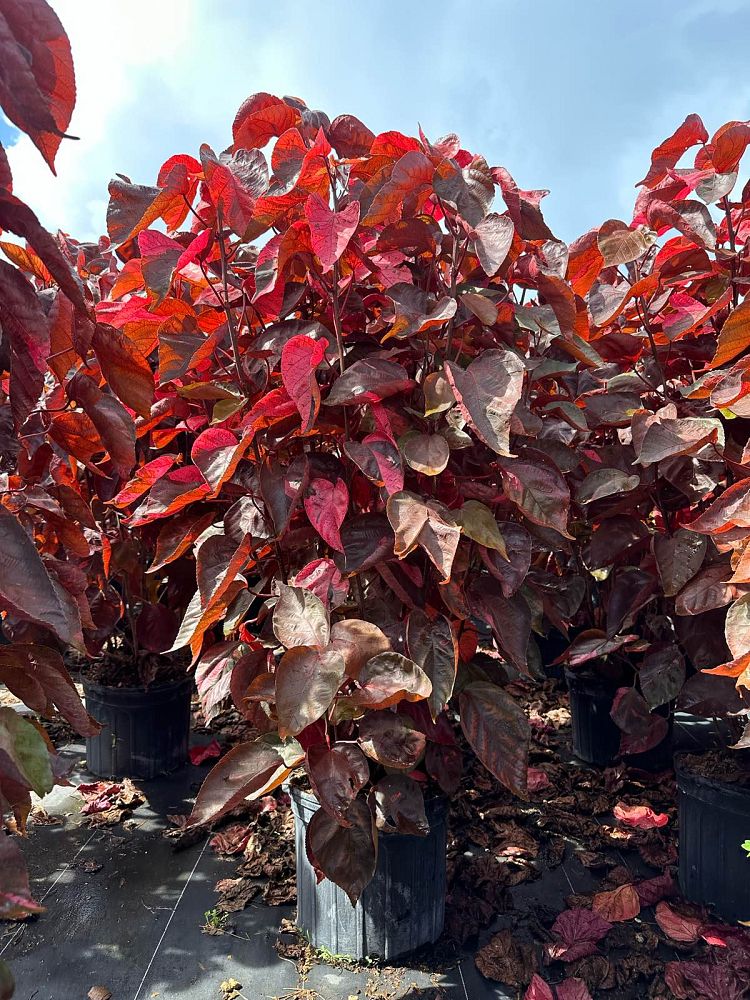 acalypha-wilkesiana-louisiana-red-copperleaf