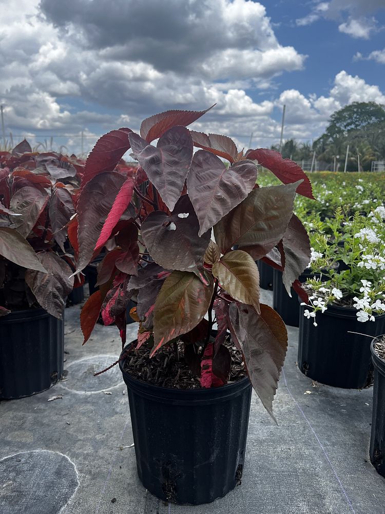 acalypha-wilkesiana-louisiana-red-copperleaf