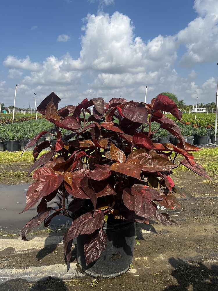 acalypha-wilkesiana-louisiana-red-copperleaf