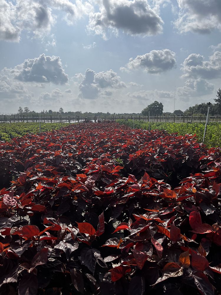 acalypha-wilkesiana-louisiana-red-copperleaf