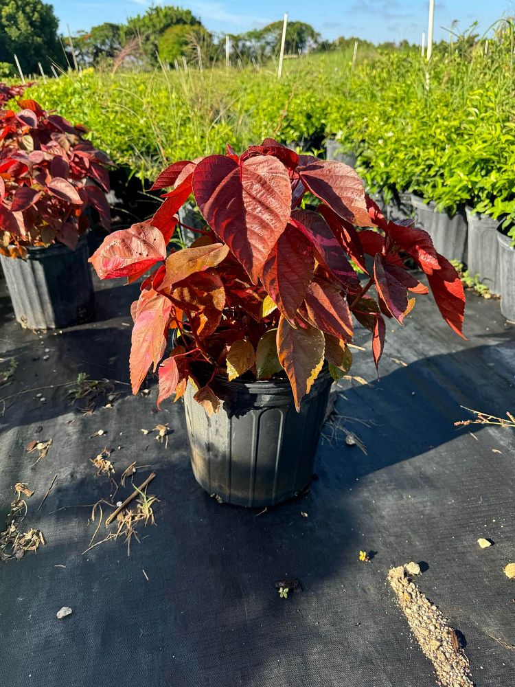 acalypha-wilkesiana-louisiana-red-copperleaf