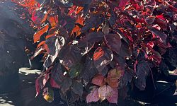 acalypha-wilkesiana-louisiana-red-copperleaf