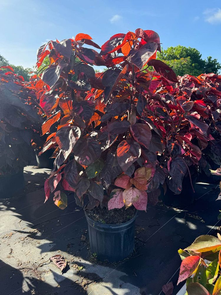 acalypha-wilkesiana-louisiana-red-copperleaf