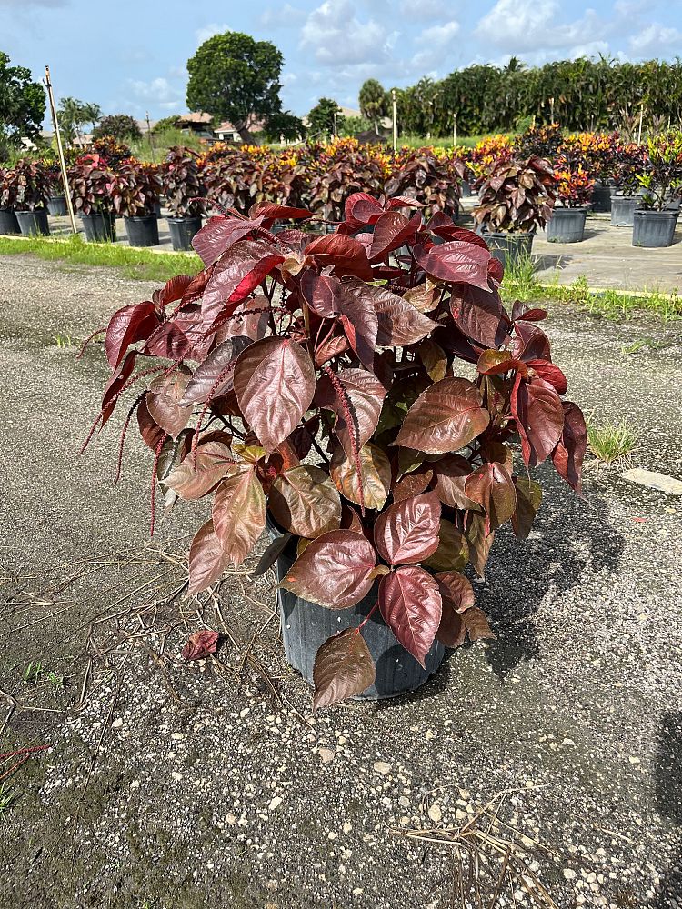 acalypha-wilkesiana-louisiana-red-copperleaf