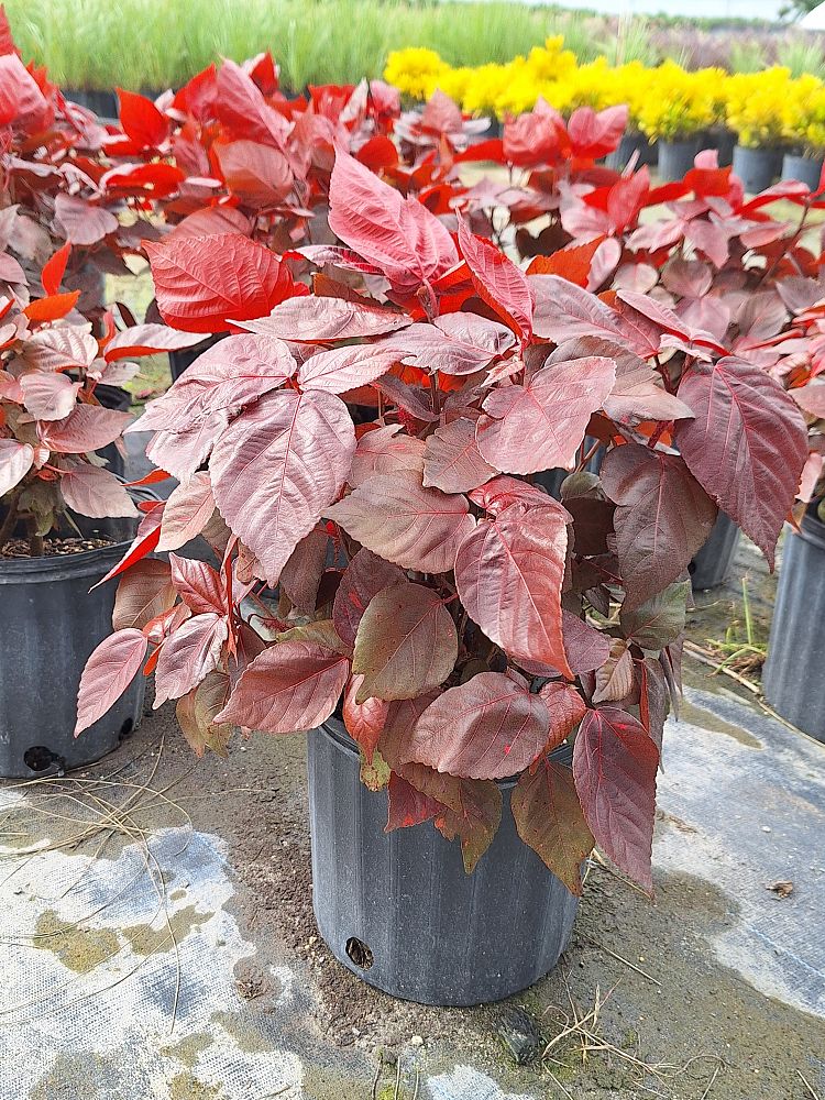 acalypha-wilkesiana-louisiana-red-copperleaf