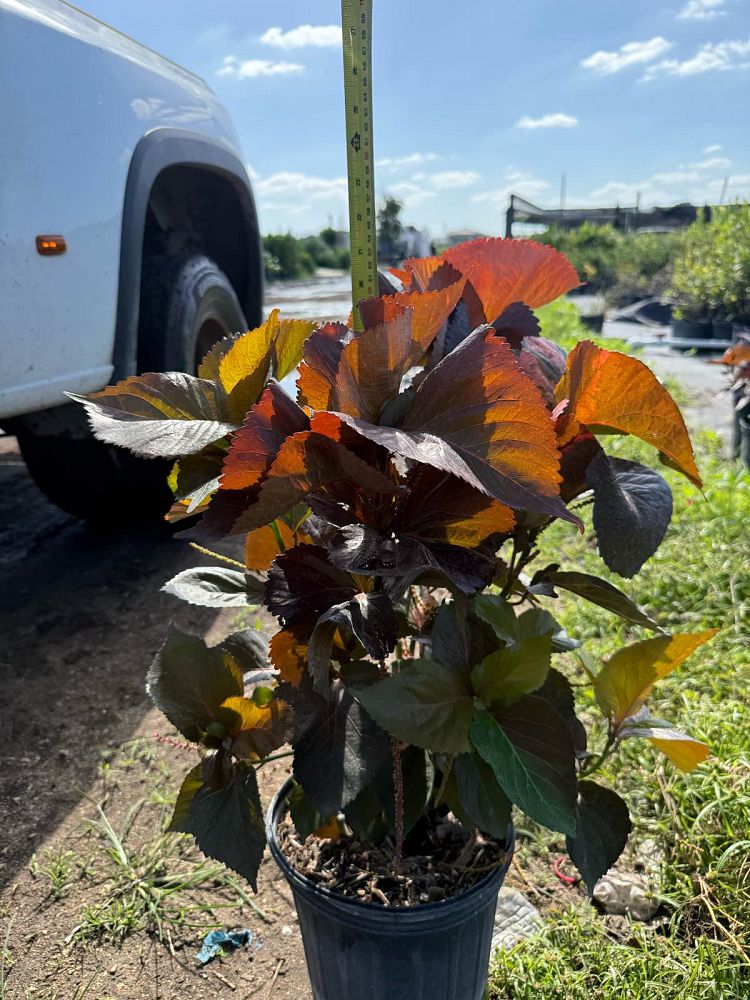 acalypha-wilkesiana-louisiana-red-copperleaf