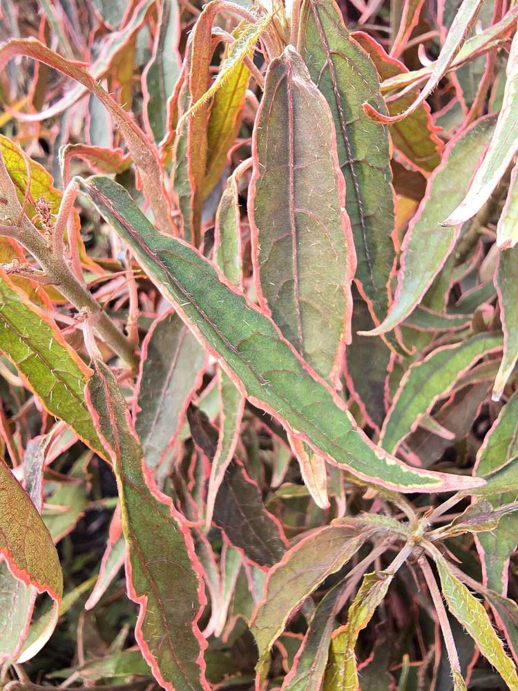 acalypha-wilkesiana-mardi-gras-copperleaf