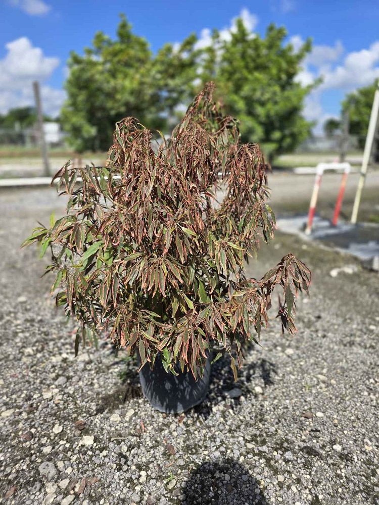 acalypha-wilkesiana-mardi-gras-copperleaf