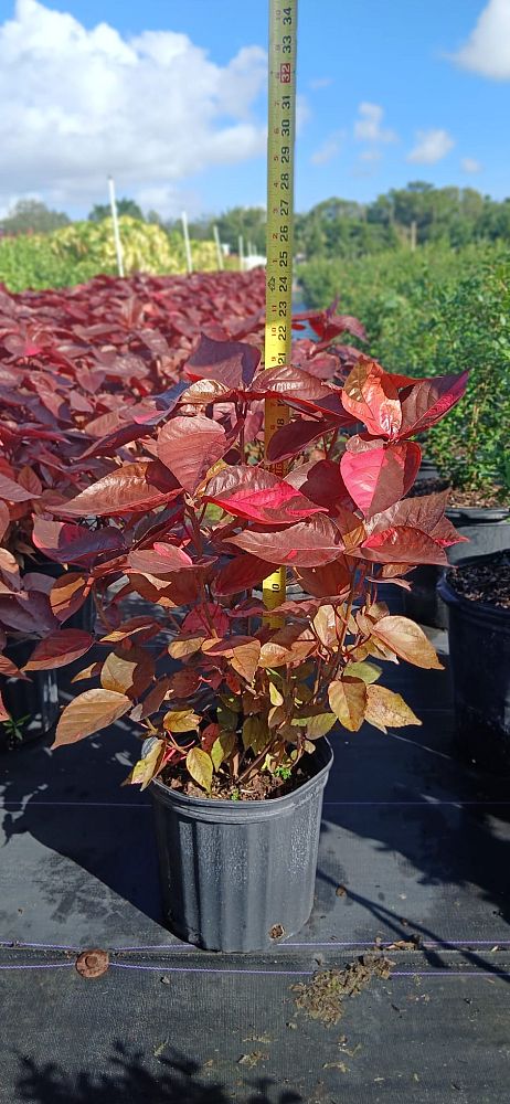 acalypha-wilkesiana-super-red-copperleaf